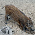 Wildschwein