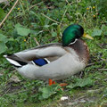Stockente