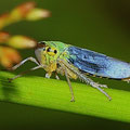 Grüne Zwergzikade Cicadella viridis