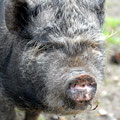 Hängebauchschwein