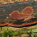 Phellinus viticola