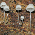 Mycena tenuispinosa Stacheliger Scheibchenhelmling 