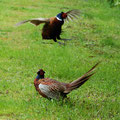 Fasanenkampf-Bild 9