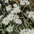 Filziges Hornkraut (Cerastium tomentosum) 