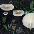 Lentinus tigrinus Getigerter Sägeblättling