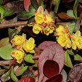 Berberitze-Berberis thunbergerii