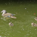Mandarin-Entenmama mit Küken