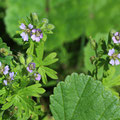 Zwergstorchschnabel Geranium pussilum