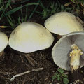 Stropharia rugosoannulata weiße Form eximia Riesen-Träuschling