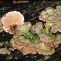 Schizophyllum commune 1 Gemeiner Spaltblättling