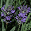 Lavendel-Heilpflanze