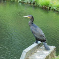 Kormoran