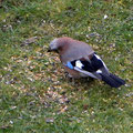 Eichelhäher