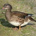 Mandarinente weibl.