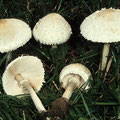 Macrolepiota excoriata Acker-Riesenschirmpilz