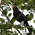  Amsel