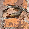 Hausrotschwanz
