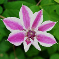 Clematis hybrid