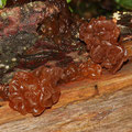 Tremella foliacea Rotbrauner Zitterling