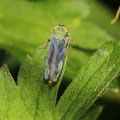 Grüne Zwergzikade Cicadella viridis 