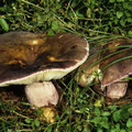 Russula amoenicolor Brätlings-Täubling