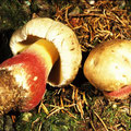 Boletus calopus-Schonfuß-Röhrling