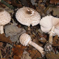 Leucoagaricus nympharum Jungfern-Egerlingsschirmpilz