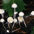 Cystolepiota seminuda Zierlicher Mehlschirmling