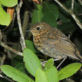 Rotkehlchen Jungvogel