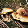 Royoporus badius Schwarzroter Stielporling