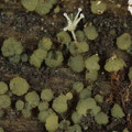 Claussenomyces prasinulus Lauchgrünes Gallertbecherchen