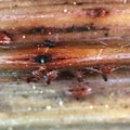 Leptospora rubella