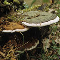 Ganoderma applanatum Flacher Lackporling