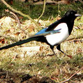 Elster