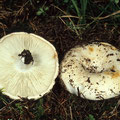 Russula chloroides Schmalblättriger Weiß-Täubling