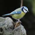 Blaumeise