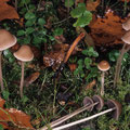 Psathyrella polycystis Rasiger Mürbling