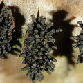 Peroneutypa scoparia Flaschenförmiger Krustenkugelpilz 