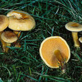 Hygrophoropsis aurantiaca Falscher Pfifferling