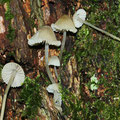 Mycena arcangeliana Olivgelber Helmling