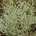 Flechte: Cladonia furcata