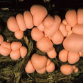 Lycogala epidendrum Blutmilchpilz