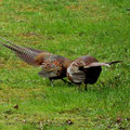 Fasanenkampf-Bild 5
