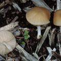 Pluteus plautus Verschiedenfarbiger Dachpilz