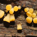 Guepiniopsis buccina Becherförmiger Haargallertpilz