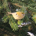Wintergoldhähnchen