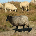 Westruper Heide
