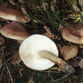 Tricholoma imbricatum Feinschuppiger Ritterling