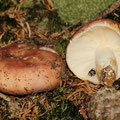 Russula vesca Fleischroter Speise-Täubling