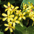 Johannisbeere-Gold-Ribes aureum